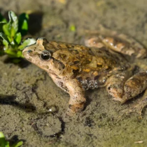 Aquatic Species Module