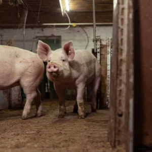 Laboratory Pig Module